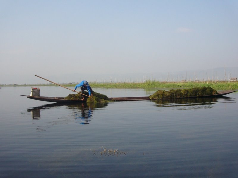 In the canals they gather reeds to build banks (we think).